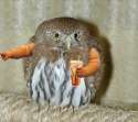 birdswitharms58.jpg