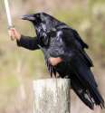 birdswitharms60.jpg