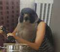 birdswitharms61.png