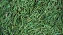 h-CLEAN-UP-PINE-NEEDLES-640x362.jpg