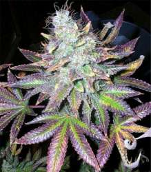 sweet-purple-3.jpg