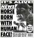 horse-human.png