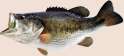 fish_PNG10538.png