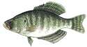 crappie.png