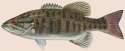 Smallmouth_bass.png