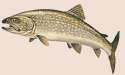 lake_trout.png