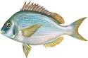 new-scup.jpg