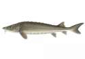 lake_sturgeon_10-29-10.jpg