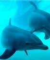 Dolphins_418w.jpg