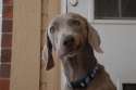 dumbdogsmile.jpg