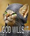 templarcat.jpg