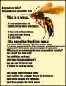 Waspbettarekiniz.jpg