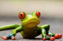 it frog.jpg