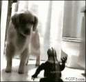 dog vs godzilla.gif