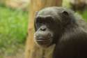 monkey-757210_960_720.jpg