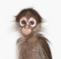 Little-Monkey-animals-29039876-449-438.png