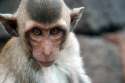 Macaca_fascicularis_in_Lopburi.jpg
