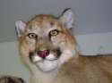 MountainLion.jpg