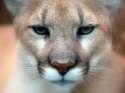 she was my lioness.jpg