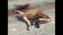 roadkill-ballet.jpg