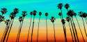 SB+Palm+Trees+for+HomePage+Crop.png