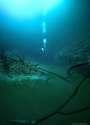 Anatoly-Beloshchin-Underwater-River-7.png