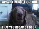 You became a dog.jpg
