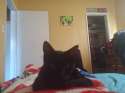 Mycat.jpg