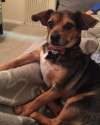 RatChaChihuahuaRatTerrierHybrid DogsBeamer5YearsOld.jpg