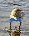 brid.jpg