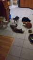 All muh kitties.jpg