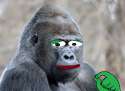 peharambe.jpg
