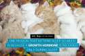 fact-36-one-reason-that-kittens-sleep-so-much-is-beacause-a-growth-hormone-is-released-only-during-sleep.jpg