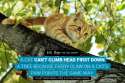 fact-40-a-cat-can_t-climb-head-first-down-a-tree.jpg