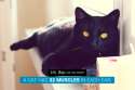 fact-27-a-cat-has-32-musles-in-each-ear.jpg