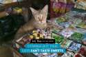 fact-41-cats-cant-taste-sweets.jpg