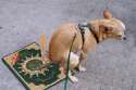 dog-shit-koran-e1440264060735.jpg