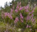 800px-CallunaVulgaris.jpg