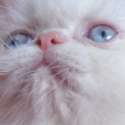 pussycat.png
