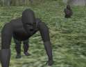 gorillas.jpg