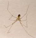 longleg3.jpg