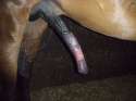 stallion08.jpg