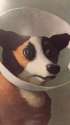 spookeddog.jpg