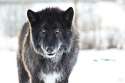 Wolf.jpg