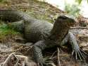 Clouded-Monitor-Lizard.jpg