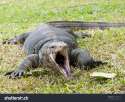 stock-photo-closeup-of-monitor-lizard-varanus-on-green-grass-focus-on-the-varanus-eye-101330572.jpg