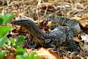 thailand-monitor-lizard-02.jpg