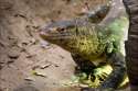 H_orig_nile_monitor.jpg