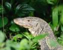 monitor_lizard.jpg