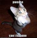 funny-pictures-begging-cat.jpg